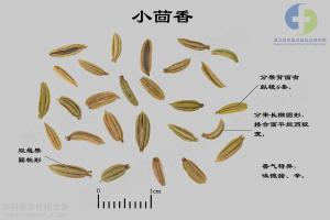 小茴香 标本图